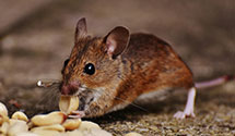 24 Hour & Emergency Exterminators in Atoka, OK
